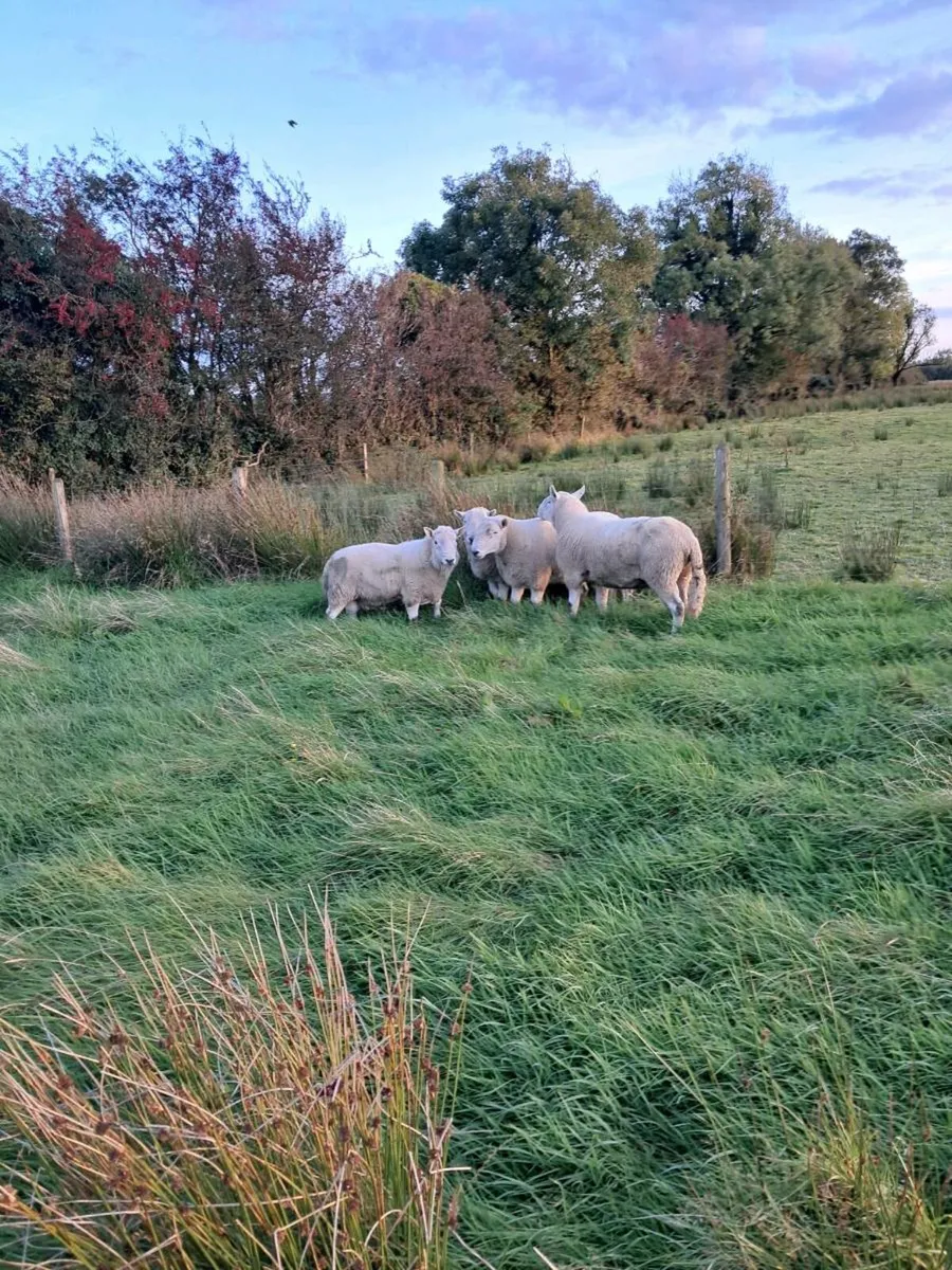 Cheviot Rams - Image 2