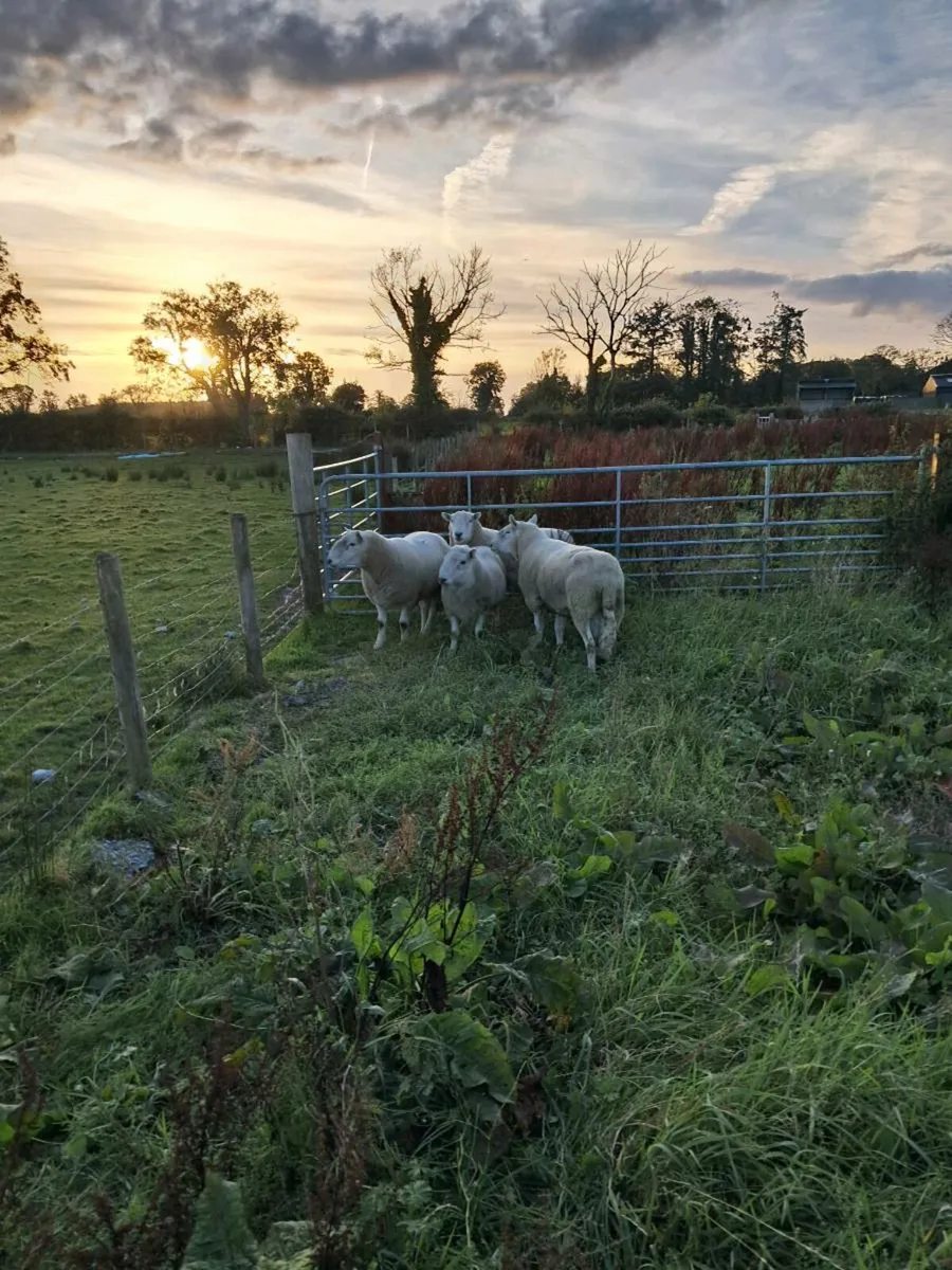 Cheviot Rams - Image 3