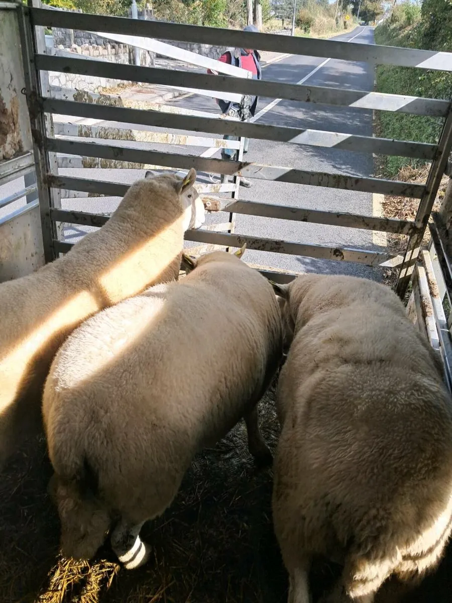 Cheviot Rams - Image 4