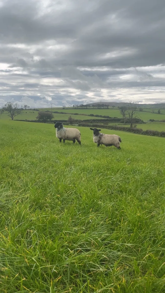 7 Mule ewe lambs - Image 1