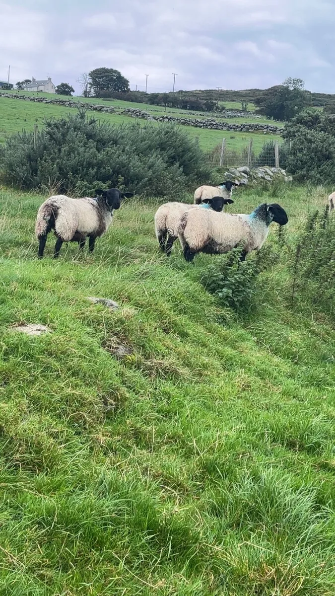 7 Mule ewe lambs - Image 2