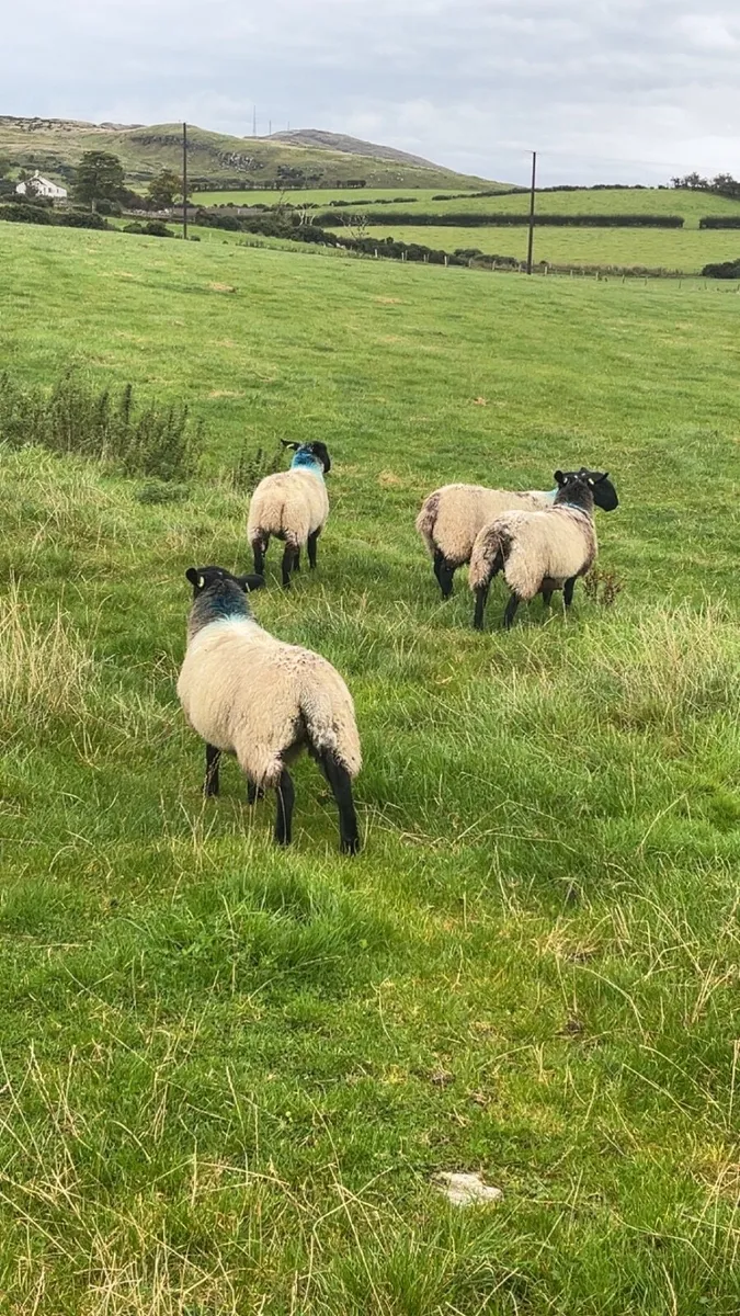 7 Mule ewe lambs - Image 3