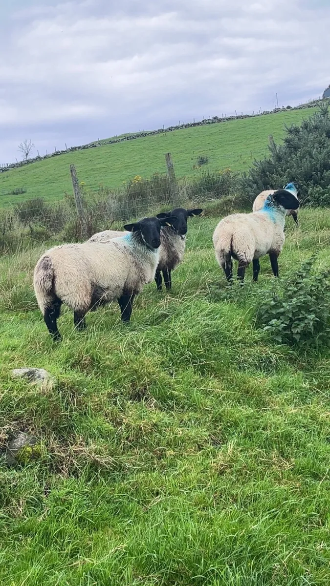 7 Mule ewe lambs - Image 4