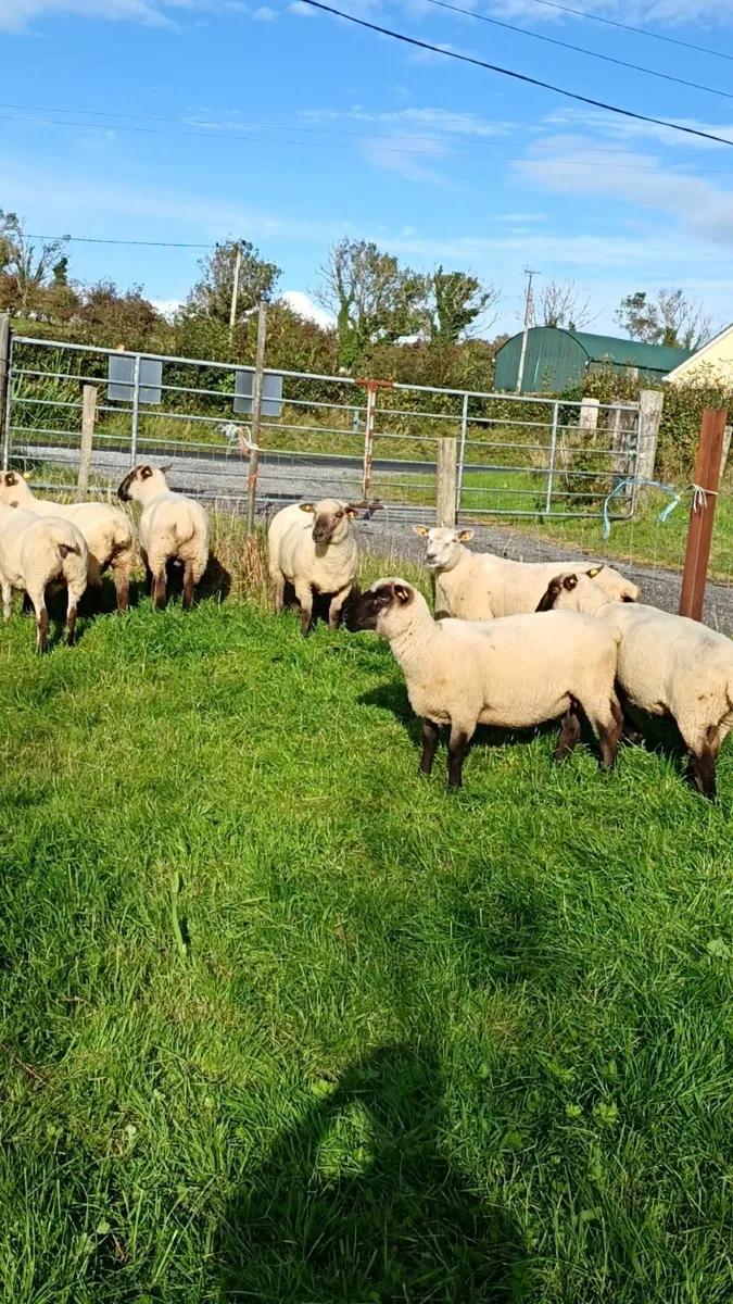 Sheep for sale - Image 1