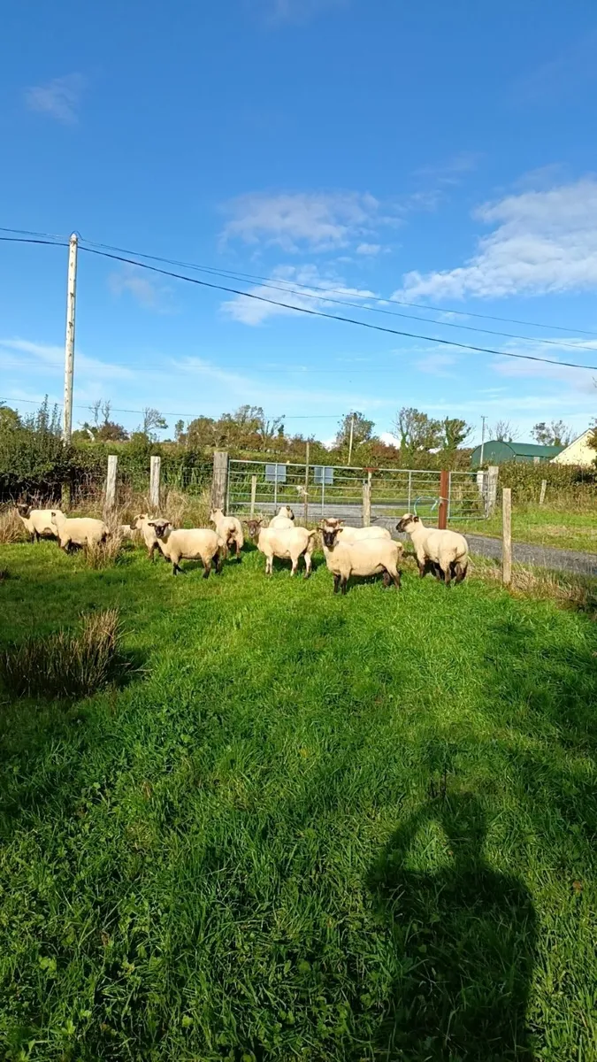Sheep for sale - Image 4