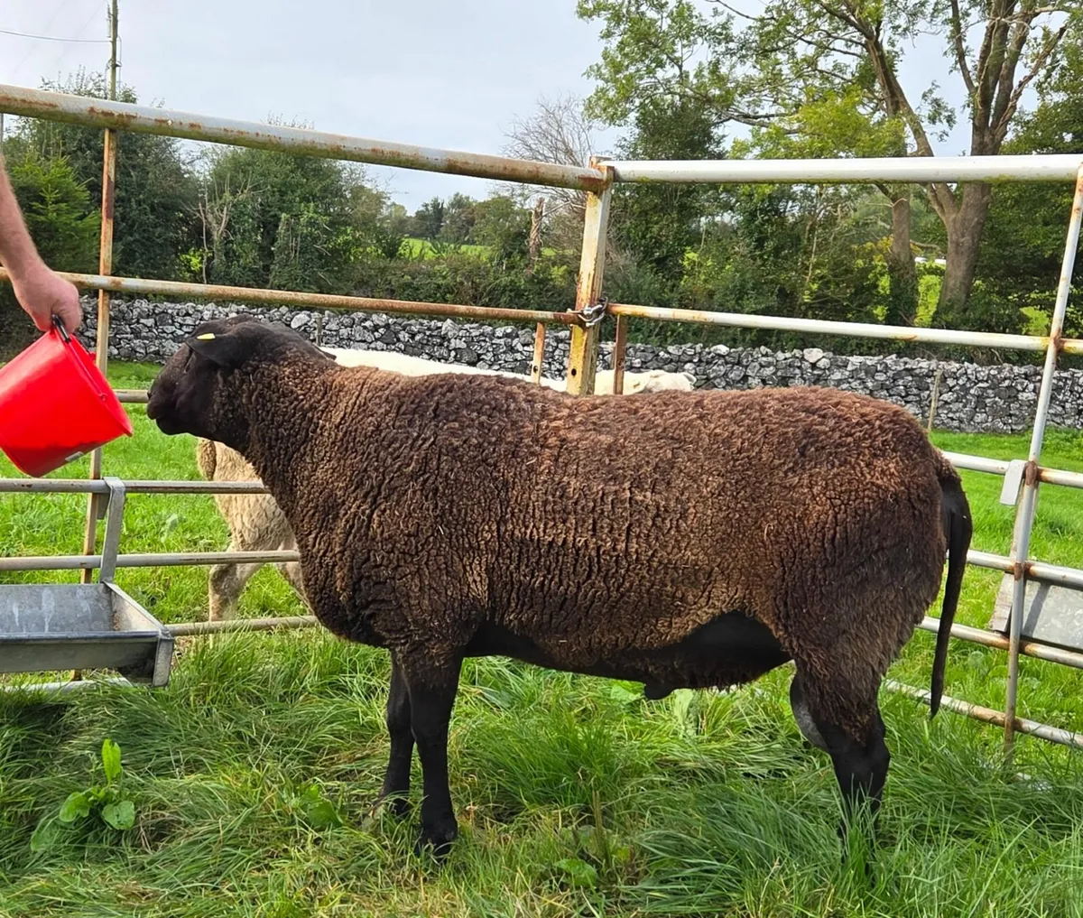 sheep - Image 1