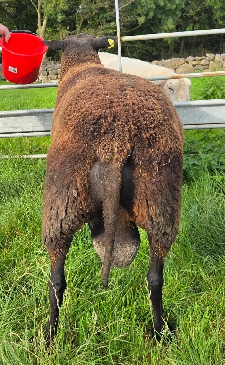 sheep - Image 2
