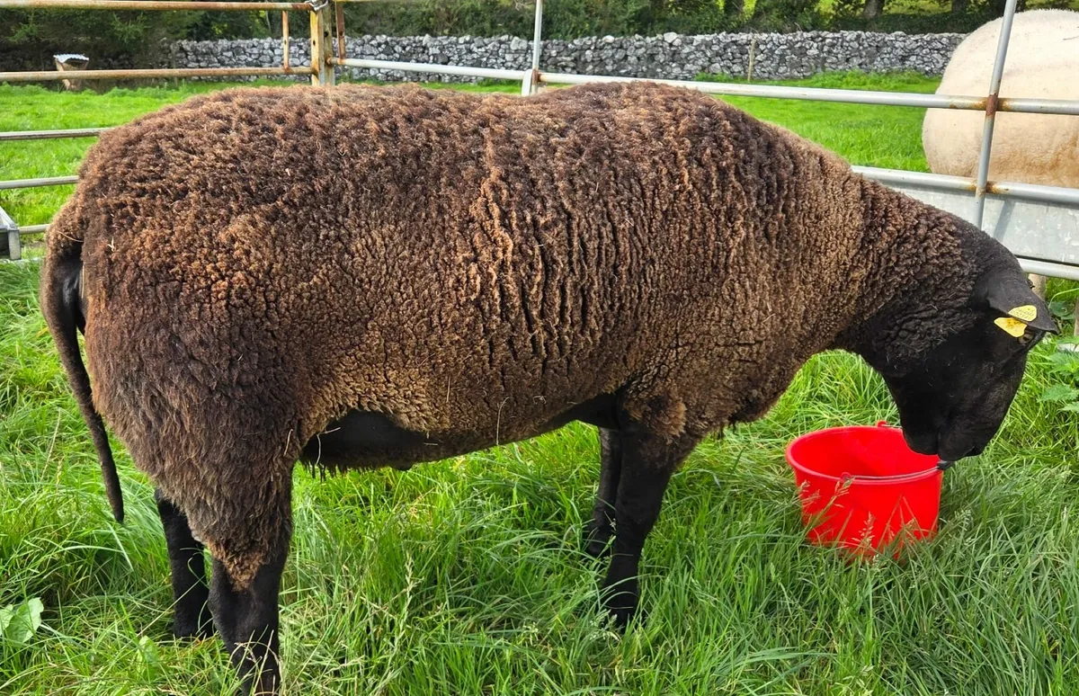 sheep - Image 3