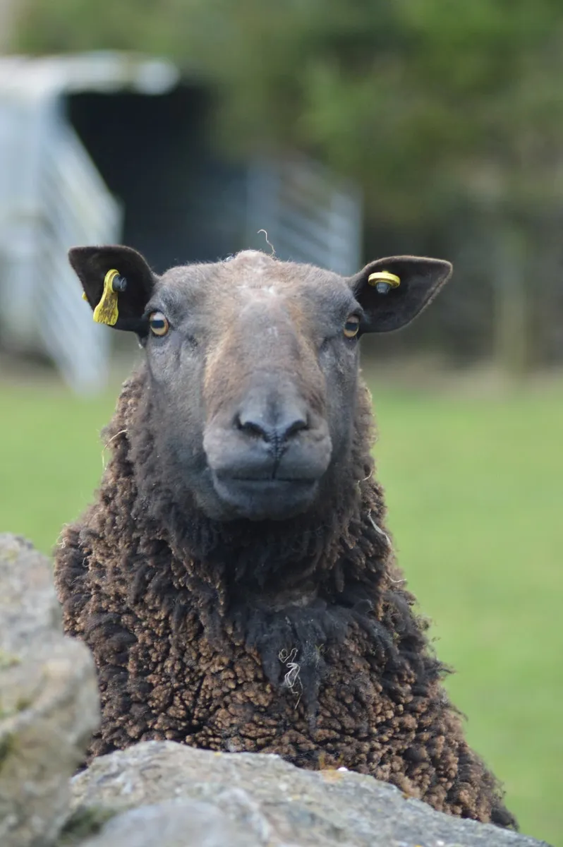 sheep - Image 4