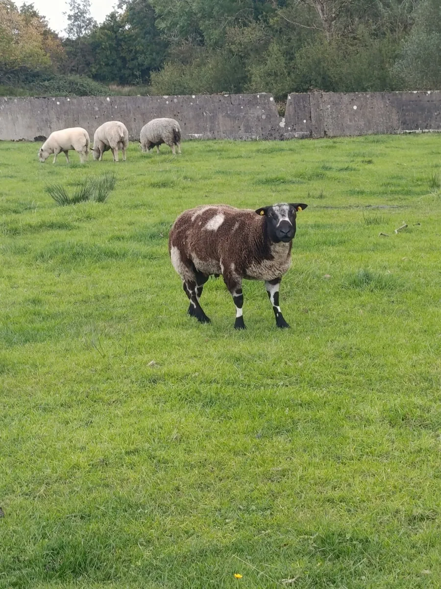 Ram - Image 1