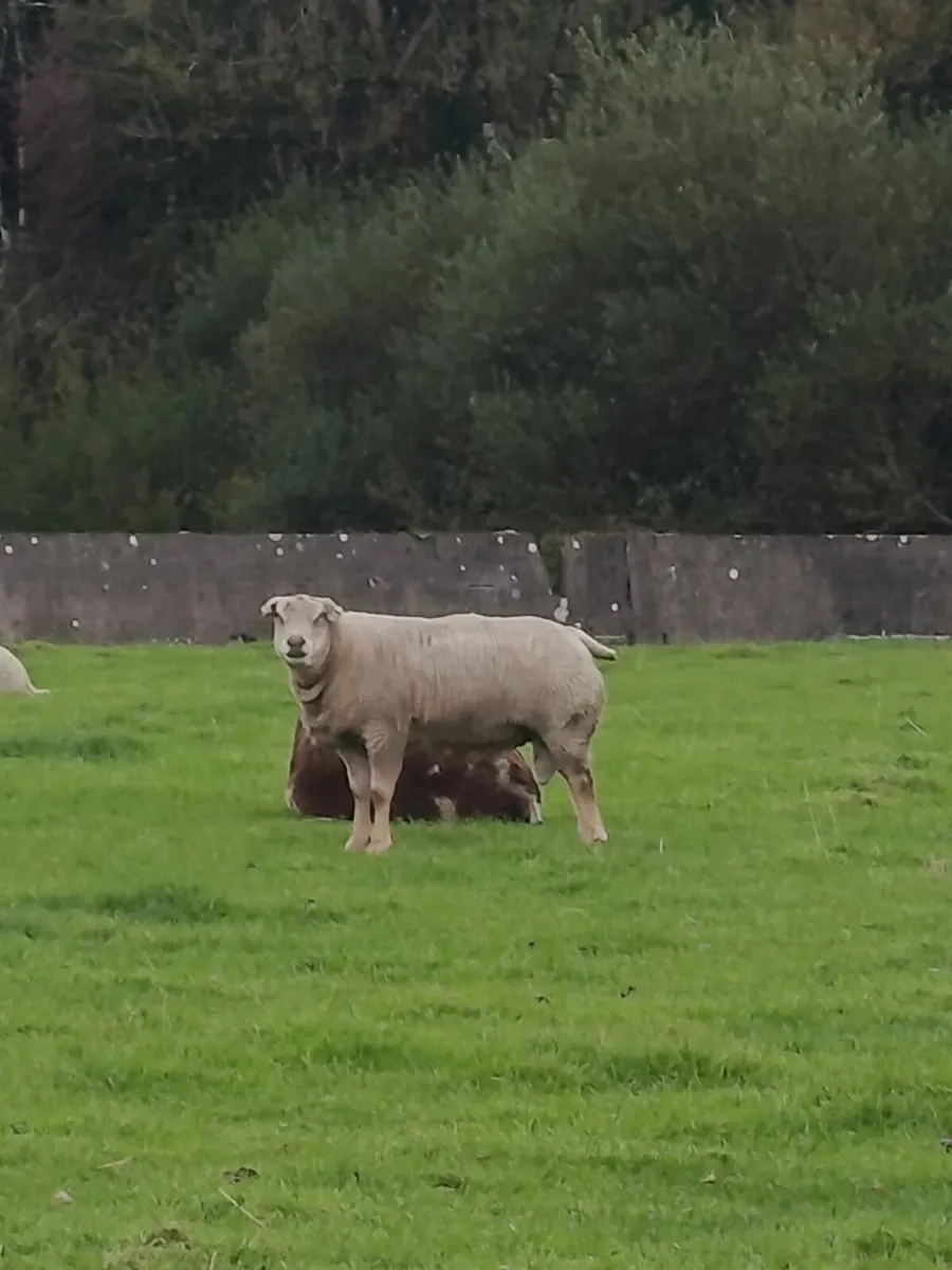 Ram - Image 2