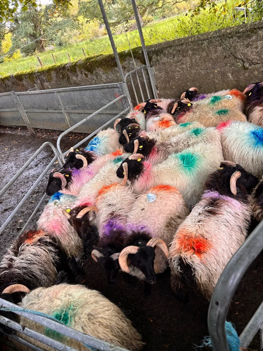 Horned ramb lambs look at description for prices - Image 1