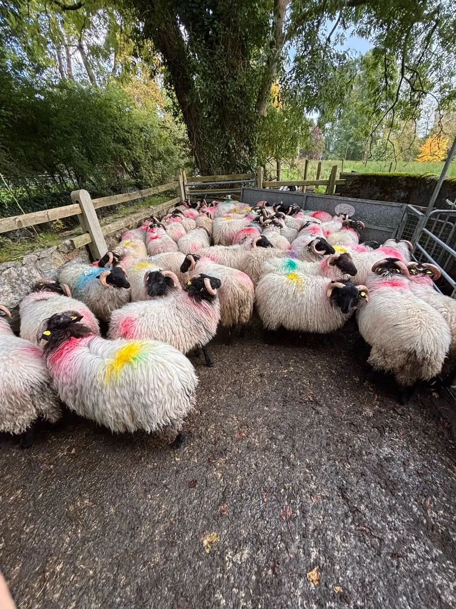 Horned ramb lambs look at description for prices - Image 3