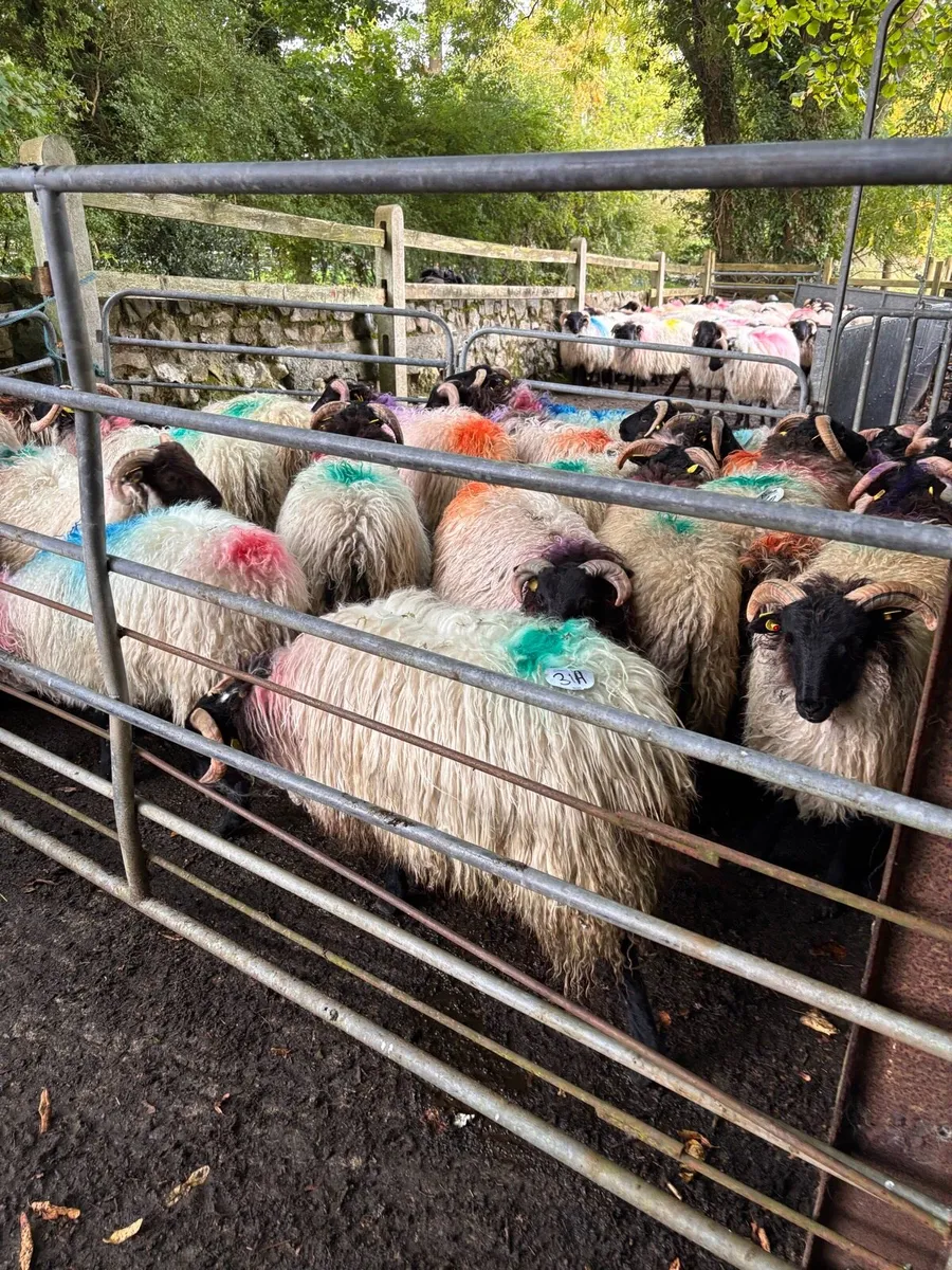 Horned ramb lambs look at description for prices - Image 4