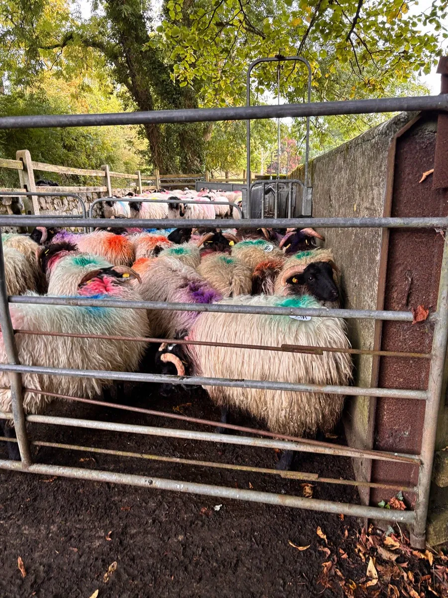 Horned ramb lambs look at description for prices - Image 3