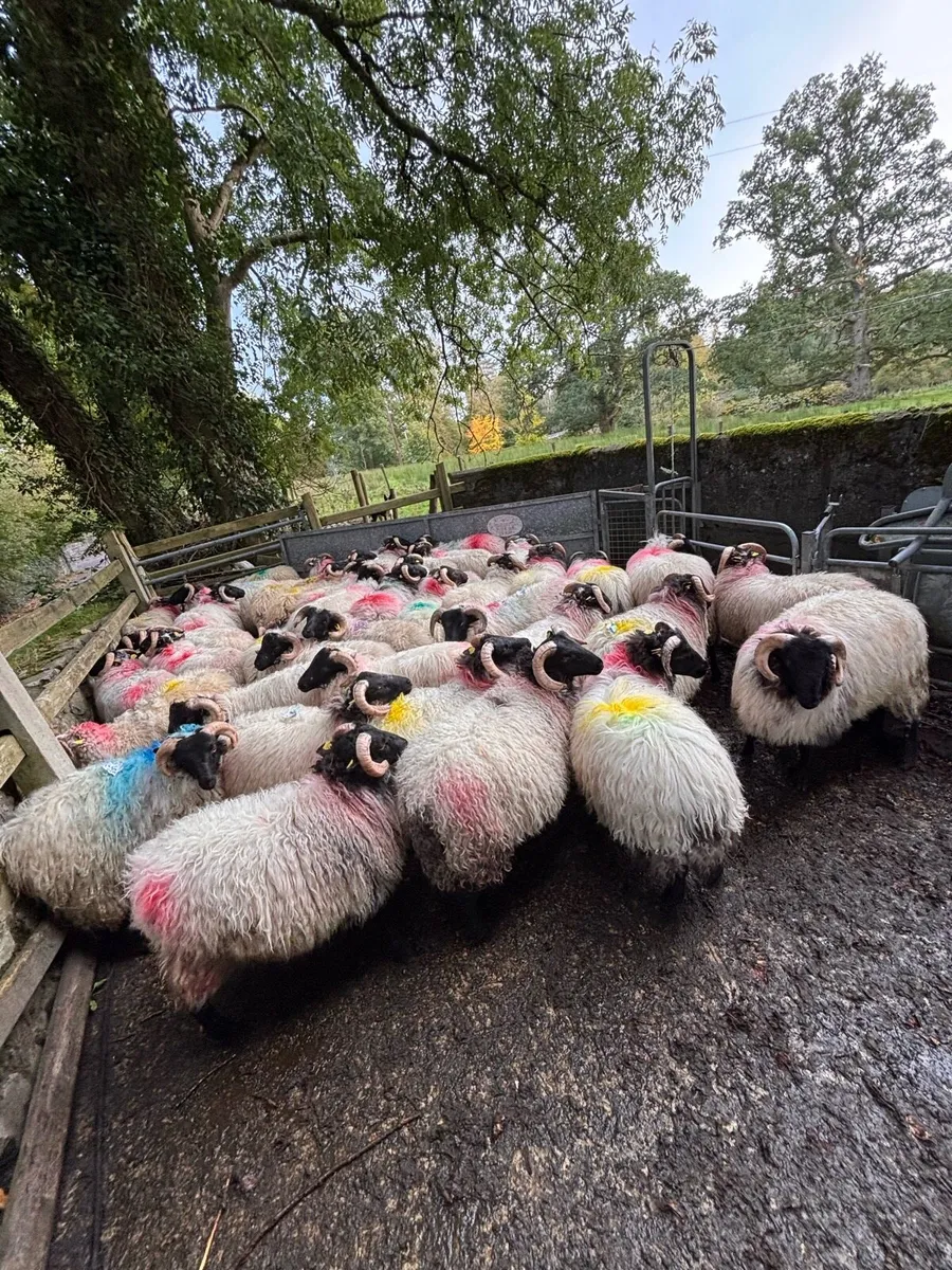 Horned ramb lambs look at description for prices - Image 4