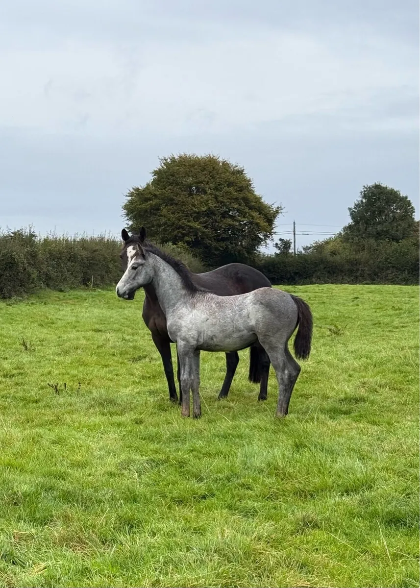 Exceptionally Bred Eventing Foal - Image 2