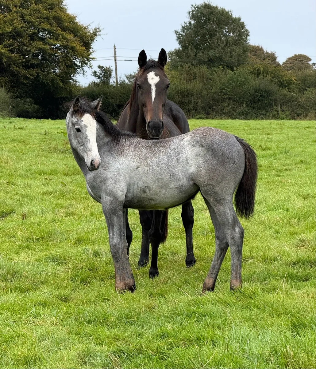Exceptionally Bred Eventing Foal - Image 3