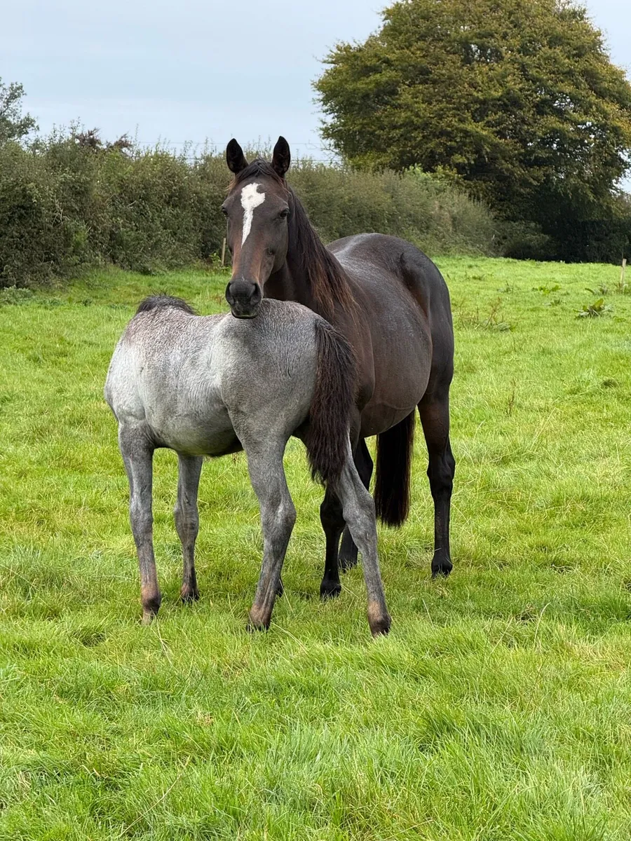Exceptionally Bred Eventing Foal - Image 4