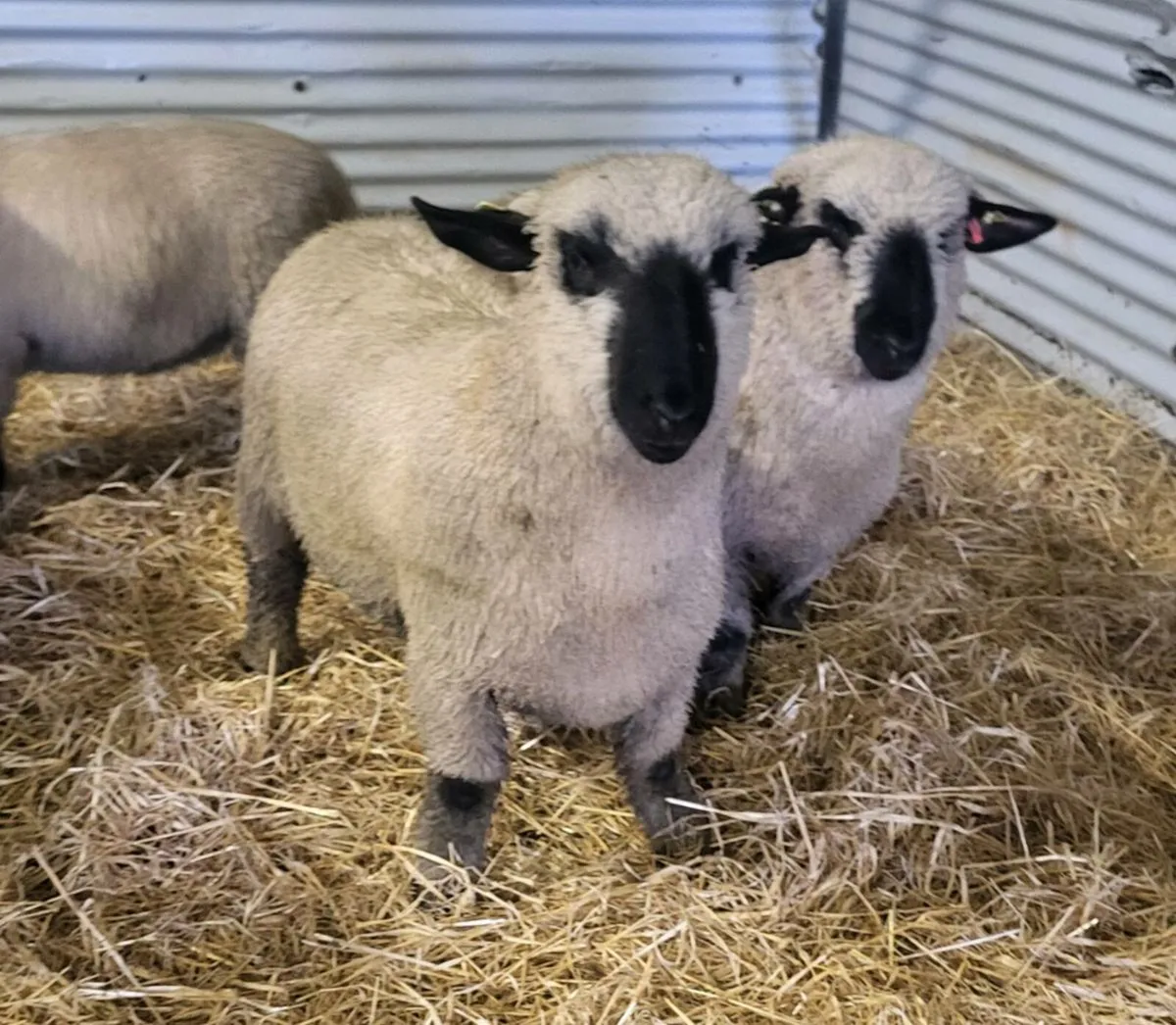 ⭐️SIS Pedigree Hampshire Down Ram Lambs⭐️ - Image 1