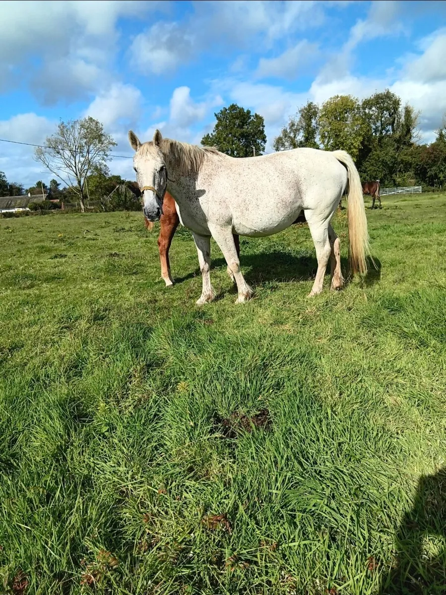 Class 1 rish Draught Mare - Image 1