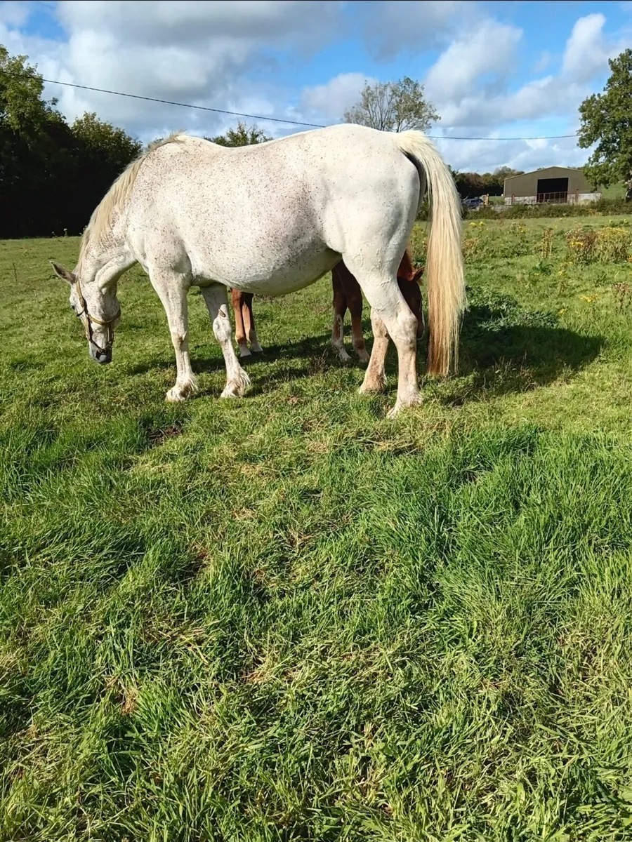 Class 1 rish Draught Mare - Image 2