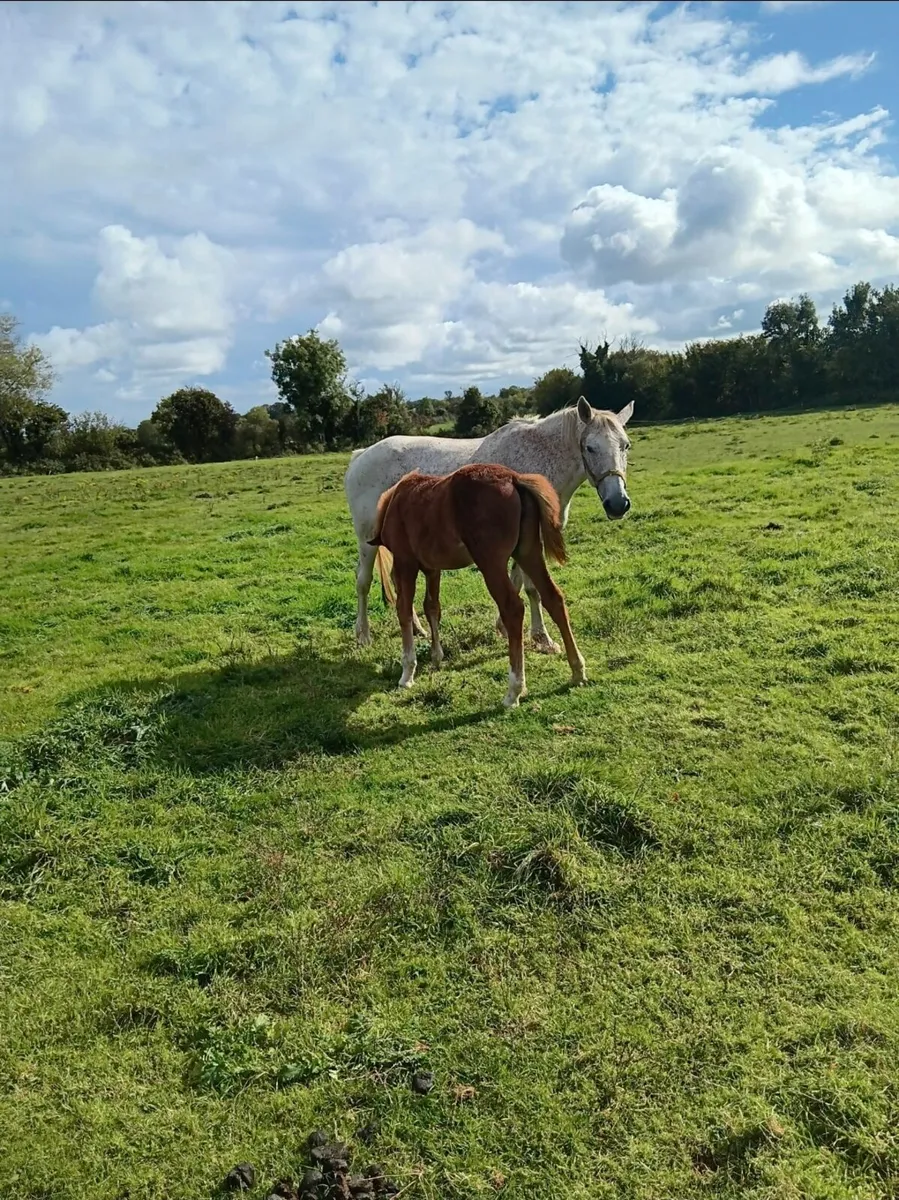 Class 1 rish Draught Mare - Image 3