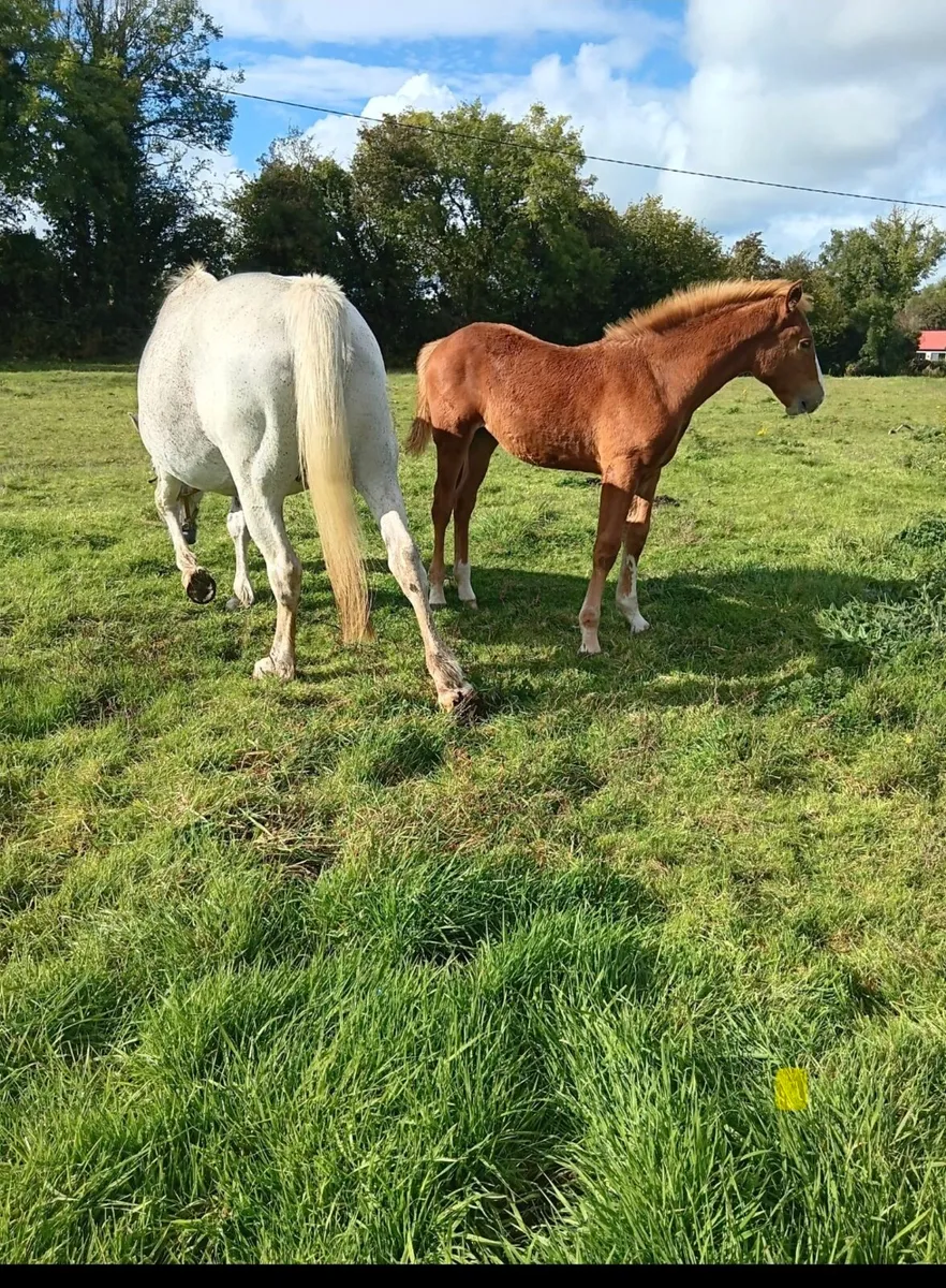 Class 1 rish Draught Mare - Image 4