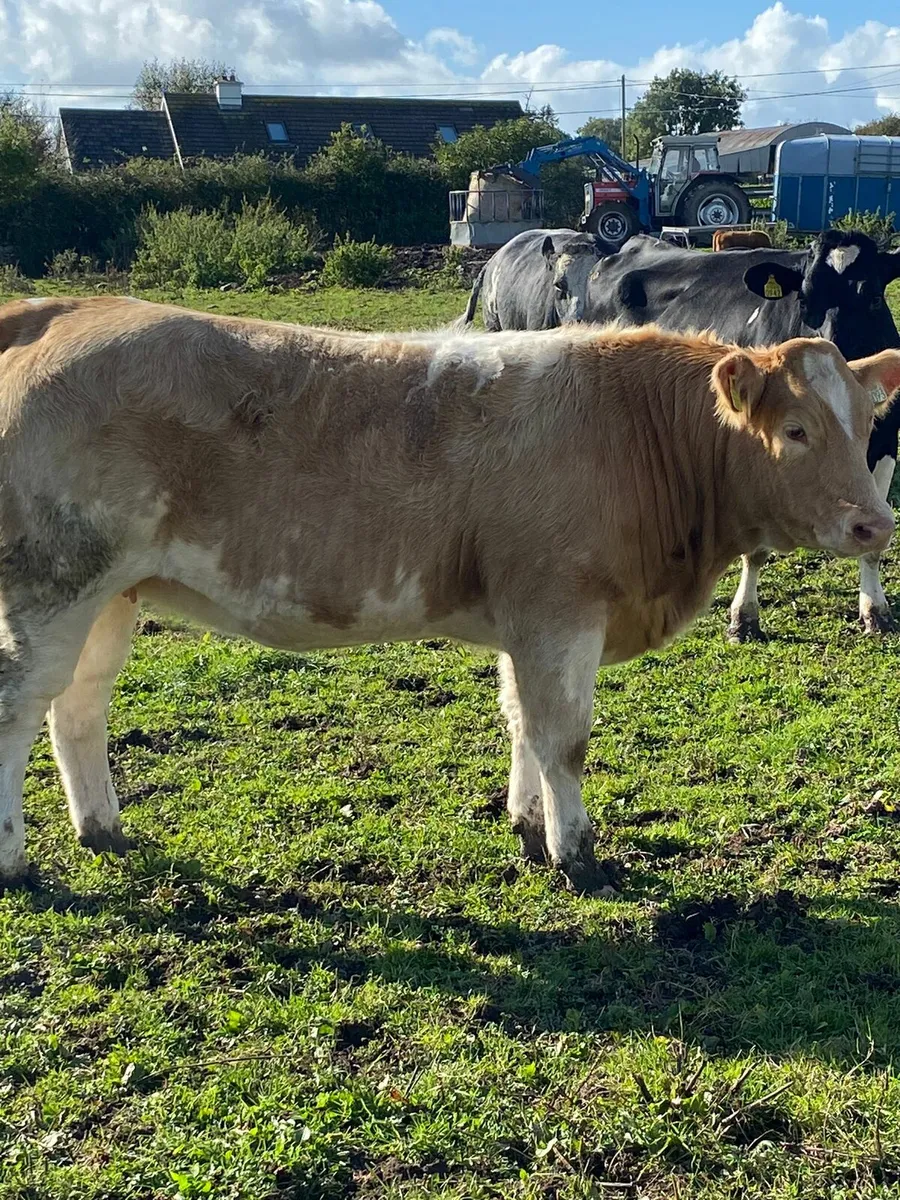 TULLAMORE MART MONDAY 29TH - Image 2