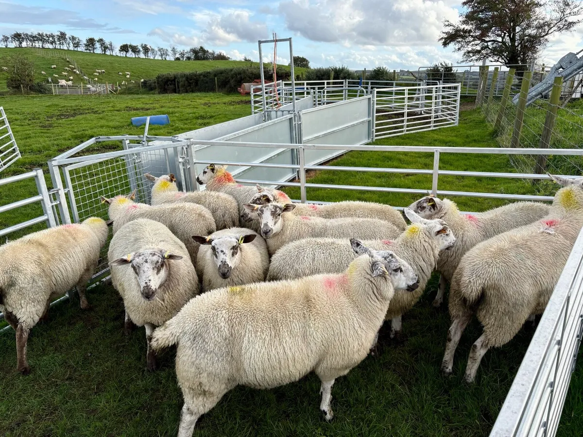 Ewe Lambs - Image 2
