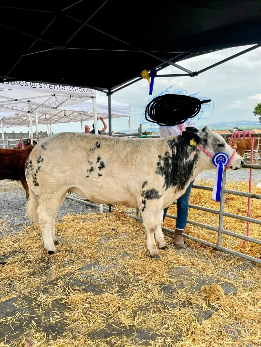 🌟Show heifer for sale 🌟 - Image 1