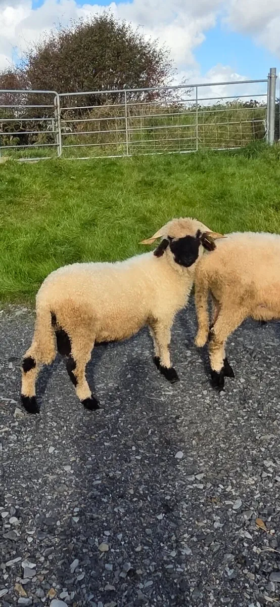 Pedigree Reg  Valais Blacknose ram - Image 1