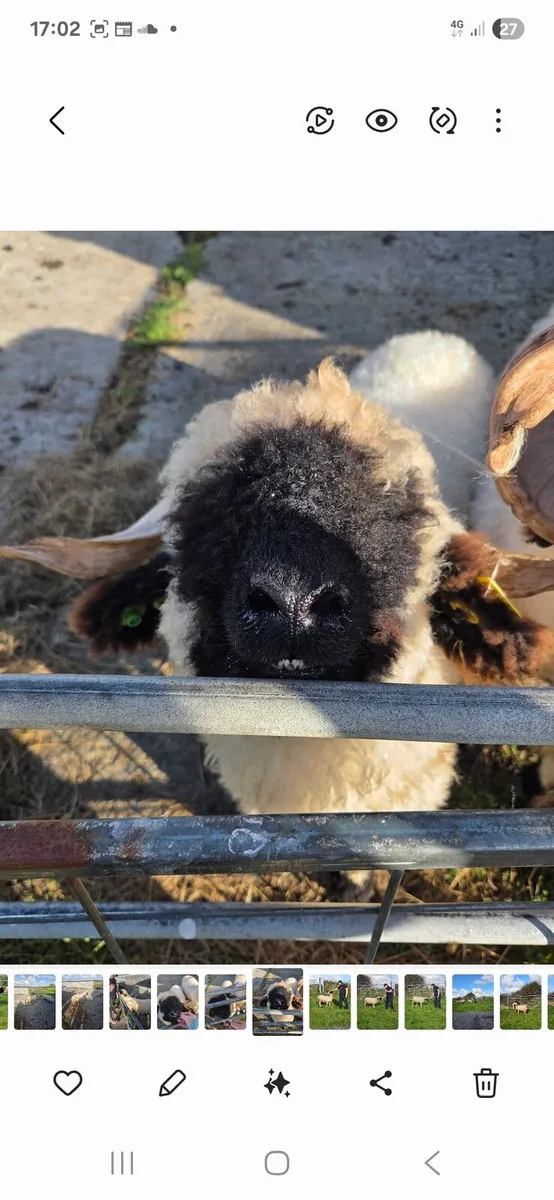 Pedigree Reg  Valais Blacknose ram - Image 2