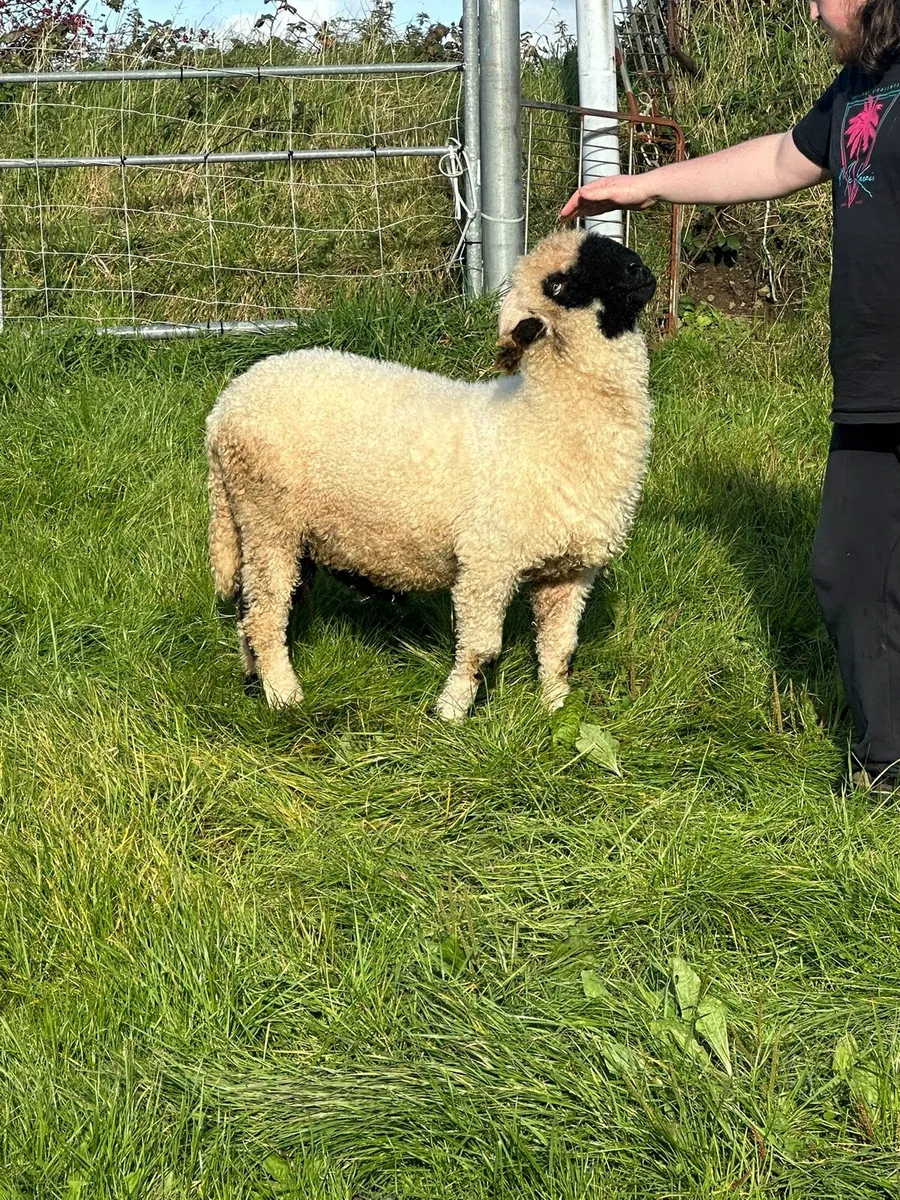 Pedigree Reg  Valais Blacknose ram - Image 3
