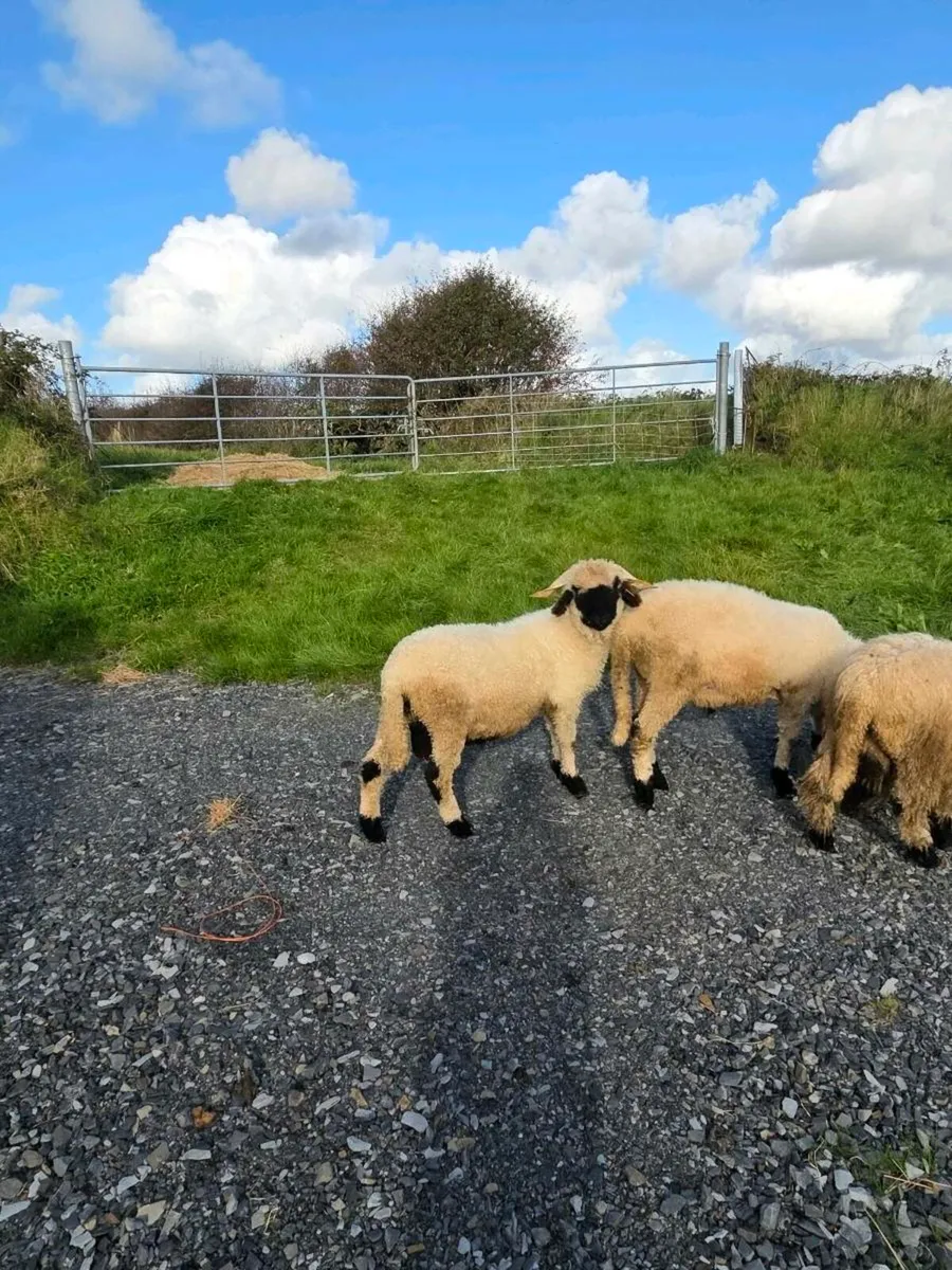 Pedigree Reg  Valais Blacknose ram - Image 4