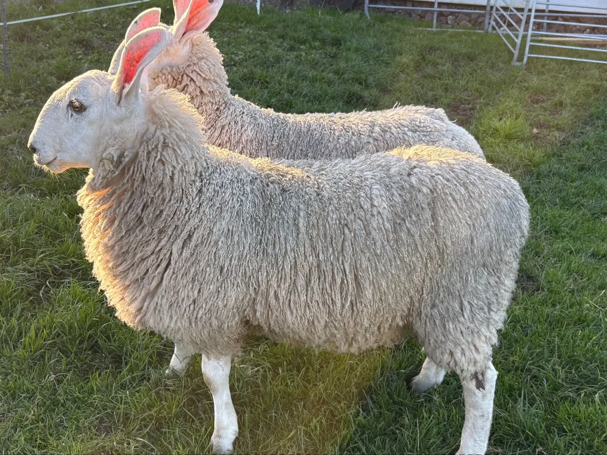 Border Leicester ram - Image 1