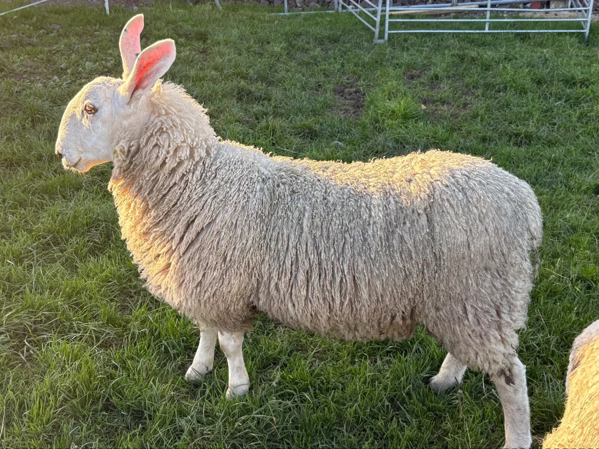 Border Leicester ram - Image 2