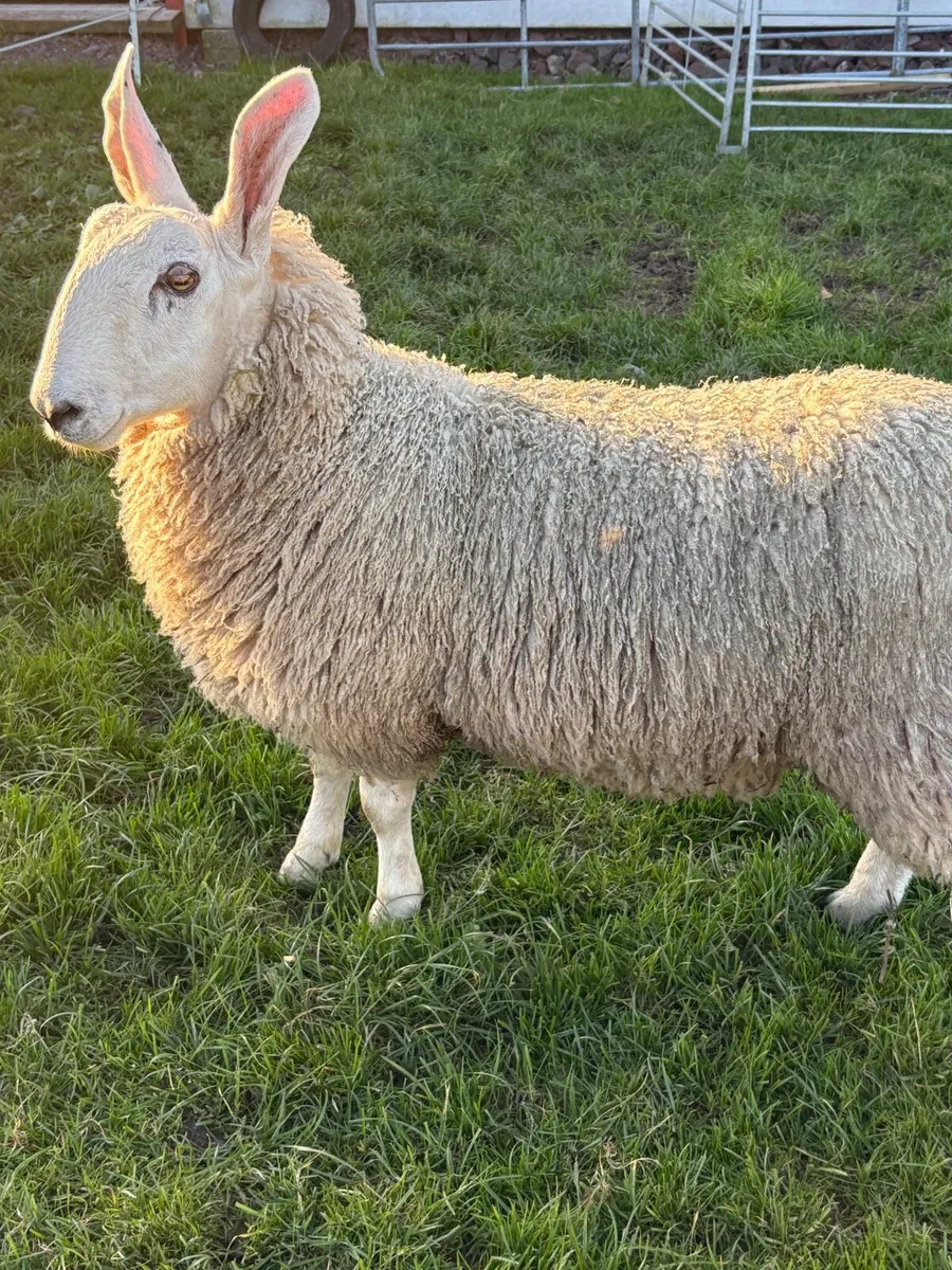 Border Leicester ram - Image 3