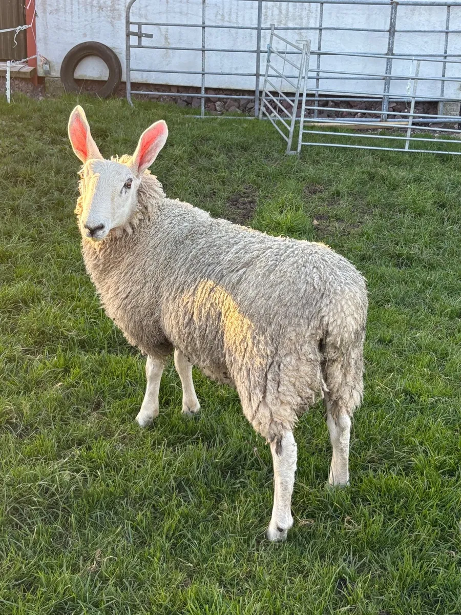 Border Leicester ram - Image 4
