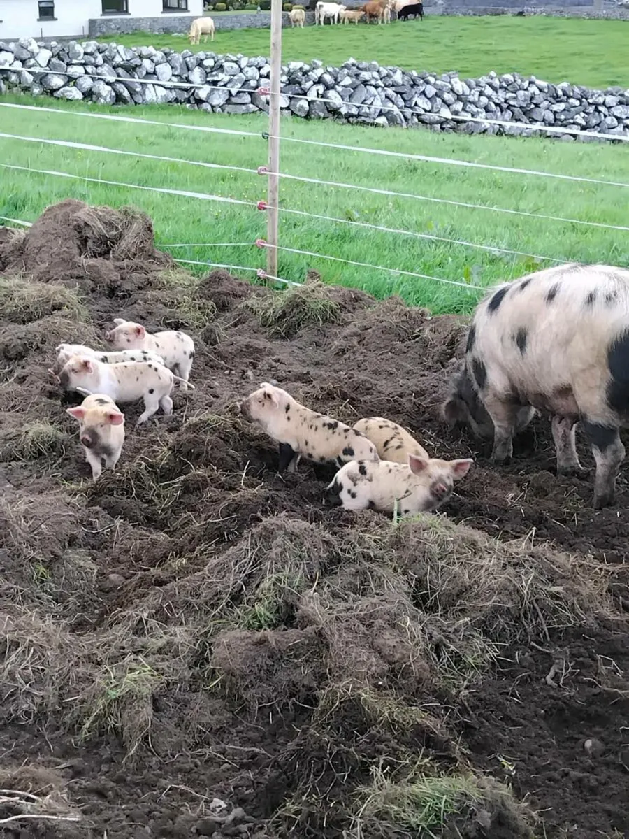Piglets - Image 1