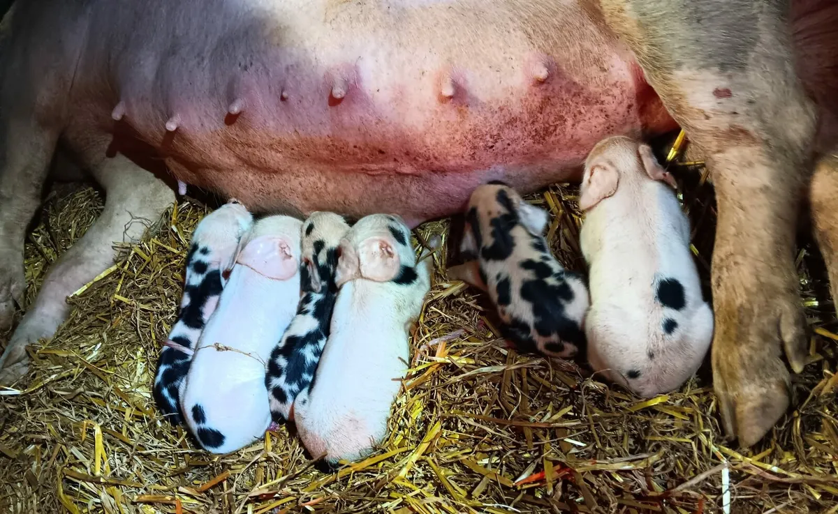 Piglets - Image 2