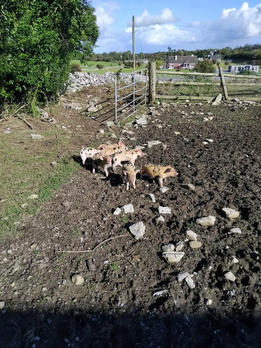 Piglets - Image 3