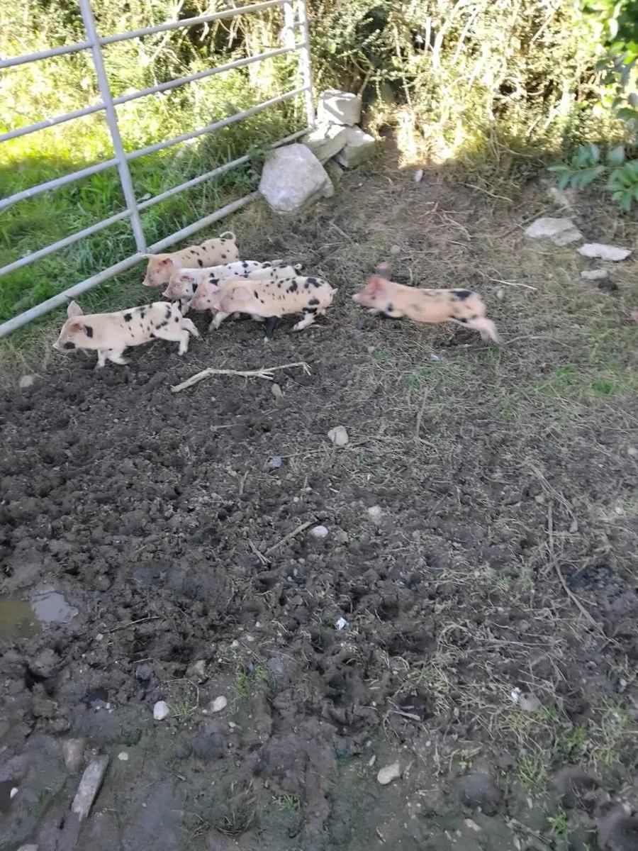 Piglets - Image 4