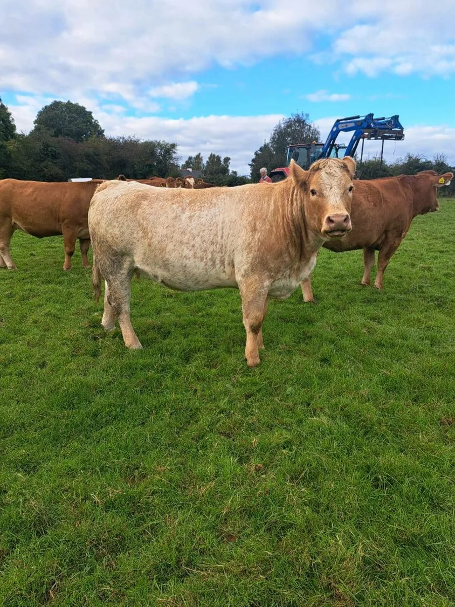 48 exceptional in-calf heifers - Image 1