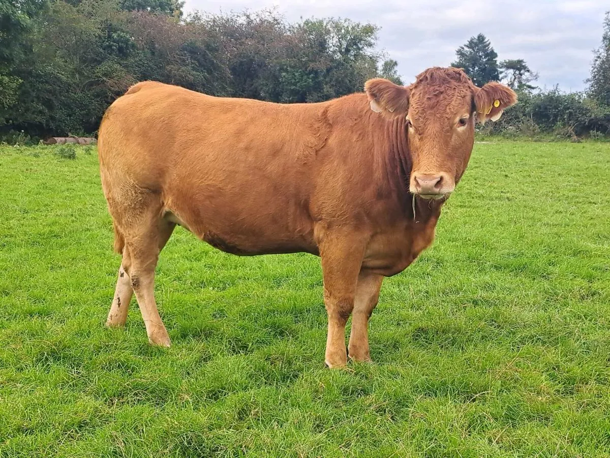 48 exceptional in-calf heifers - Image 2