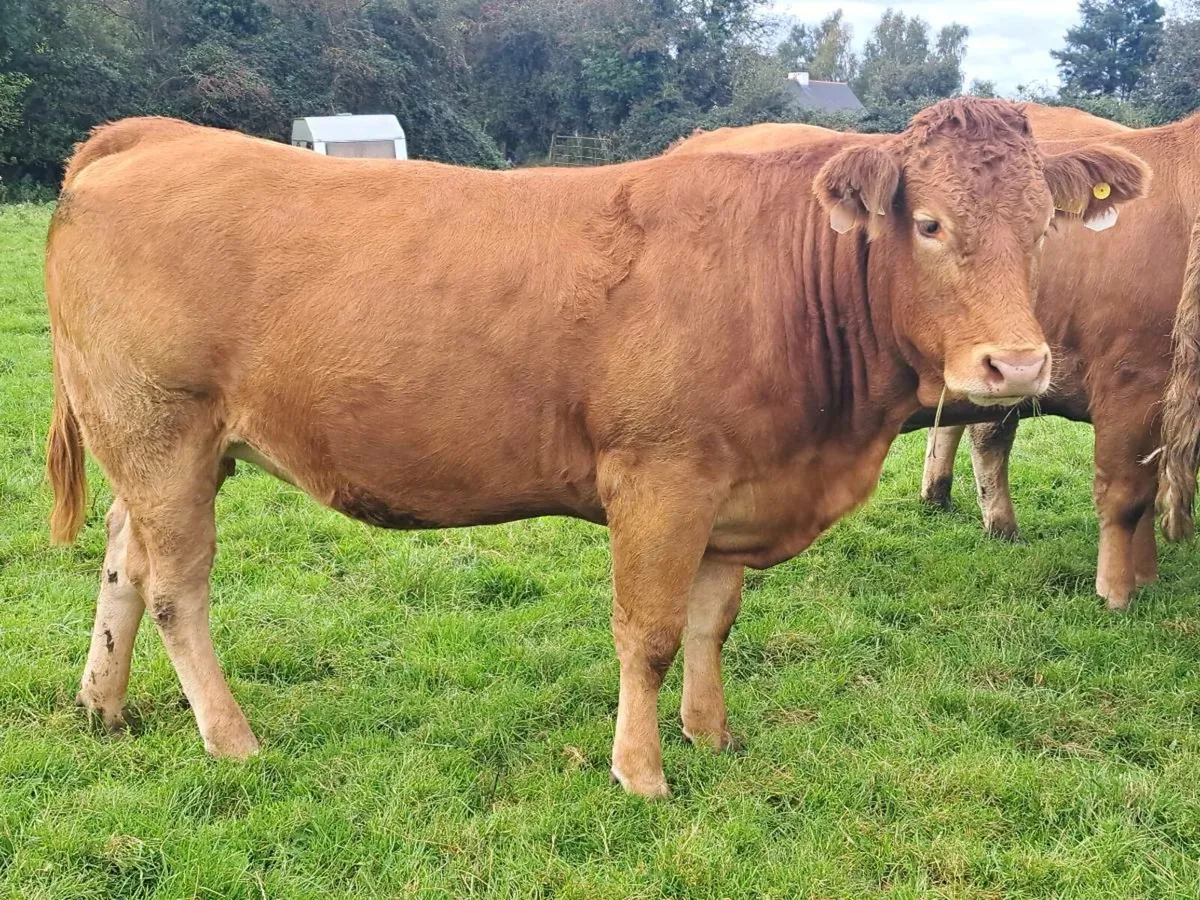 48 exceptional in-calf heifers - Image 3
