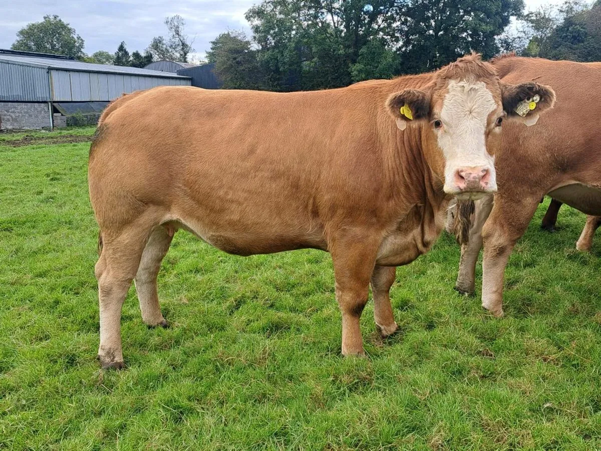 48 exceptional in-calf heifers - Image 4