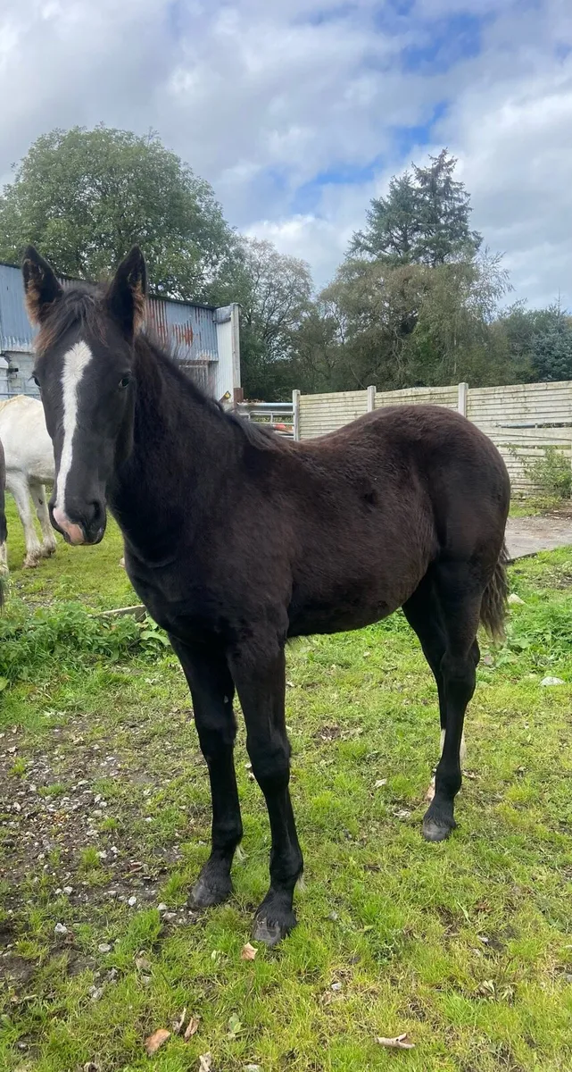 ****Smashing filly foal**** - Image 1