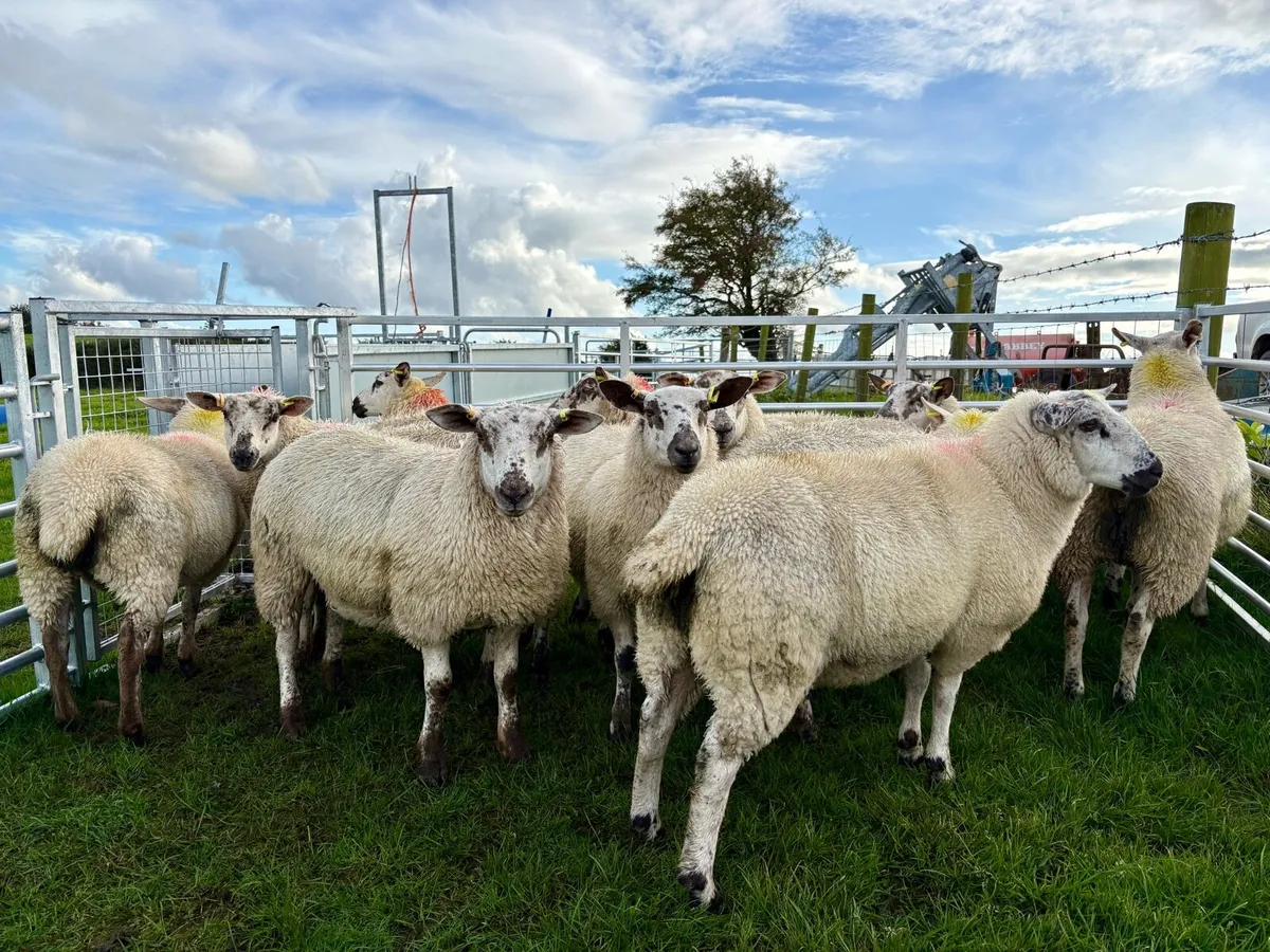 Ewe Lambs - Image 1