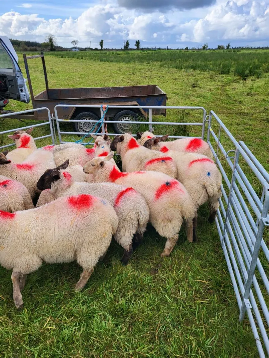 Ewe lambs - Image 1